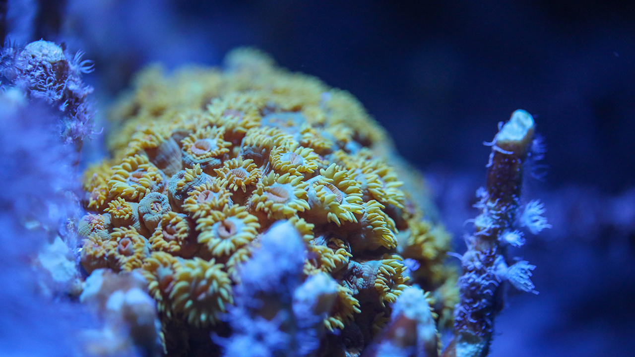 A coral in a dark environment