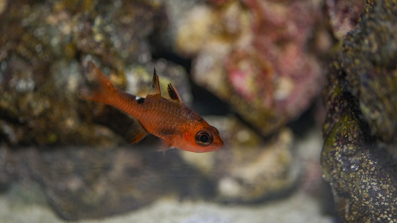 A red fish in a dark environment