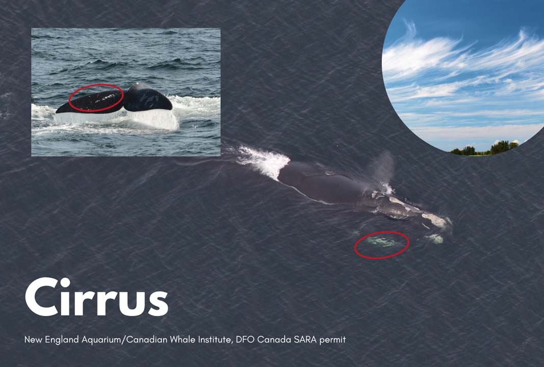 a right whale named cirrus that has a scar on his dorsal fluke that resembles a cirrus cloud