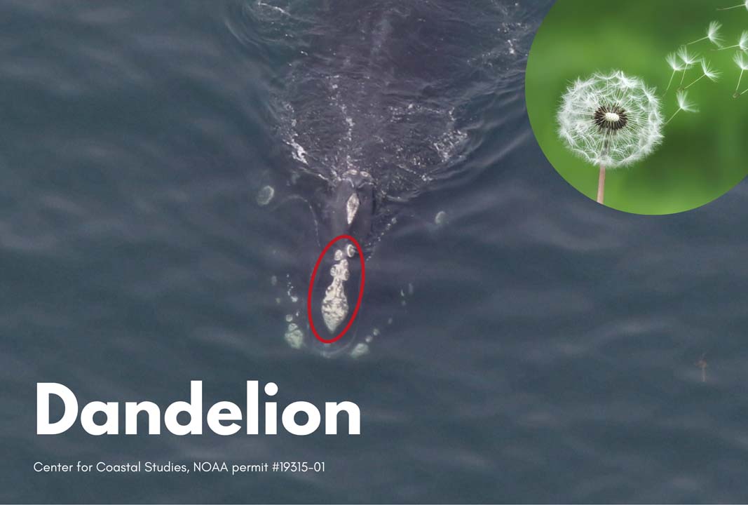 Aerial view of a whale and a picture of a dandelion
