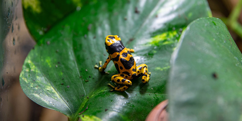 poison dart frog