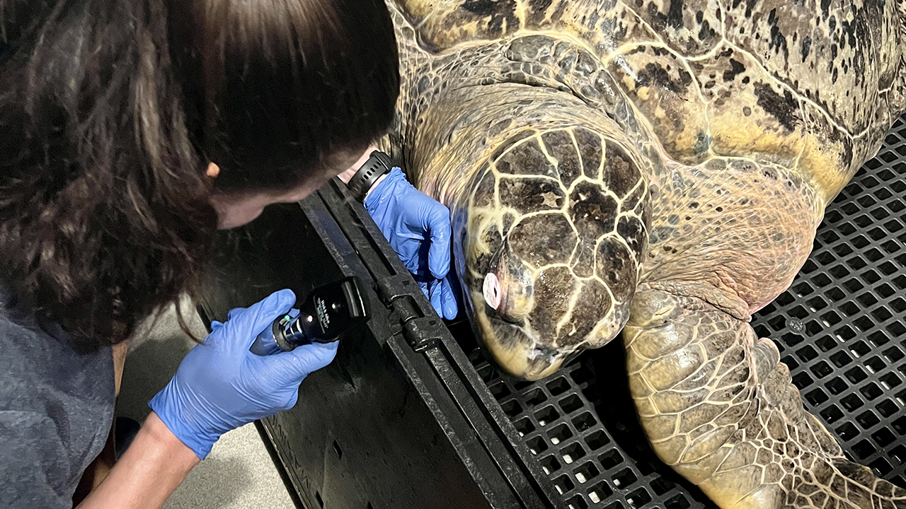 A person in scrubs and wearing gloves inspecting a sea turtle's eye with a small flashlight
