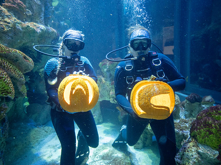 Divers in the giant ocean tank hold pumpkins carved with animal shapes