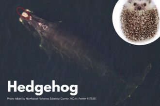 Hedgehog the whale who has a bonnet that looks like a top-down view of a hedgehog