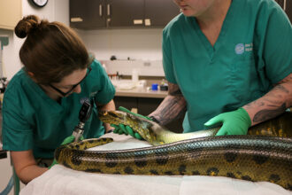 A Look Behind Routine Checkups with Our Animal Health Team