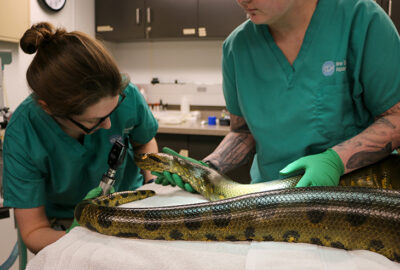 A Look Behind Routine Checkups with Our Animal Health Team