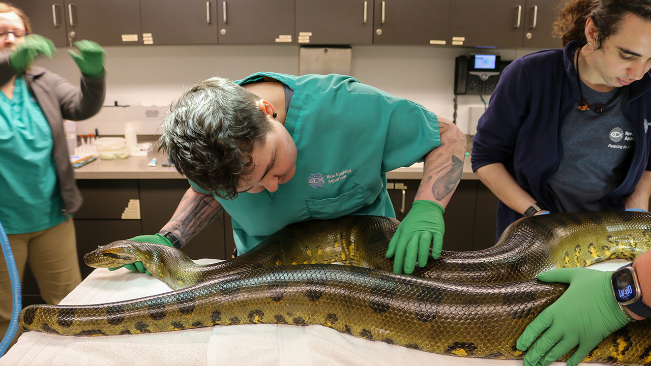 A team of veterinarians inspecting an anaconda on a table in a medical setting
