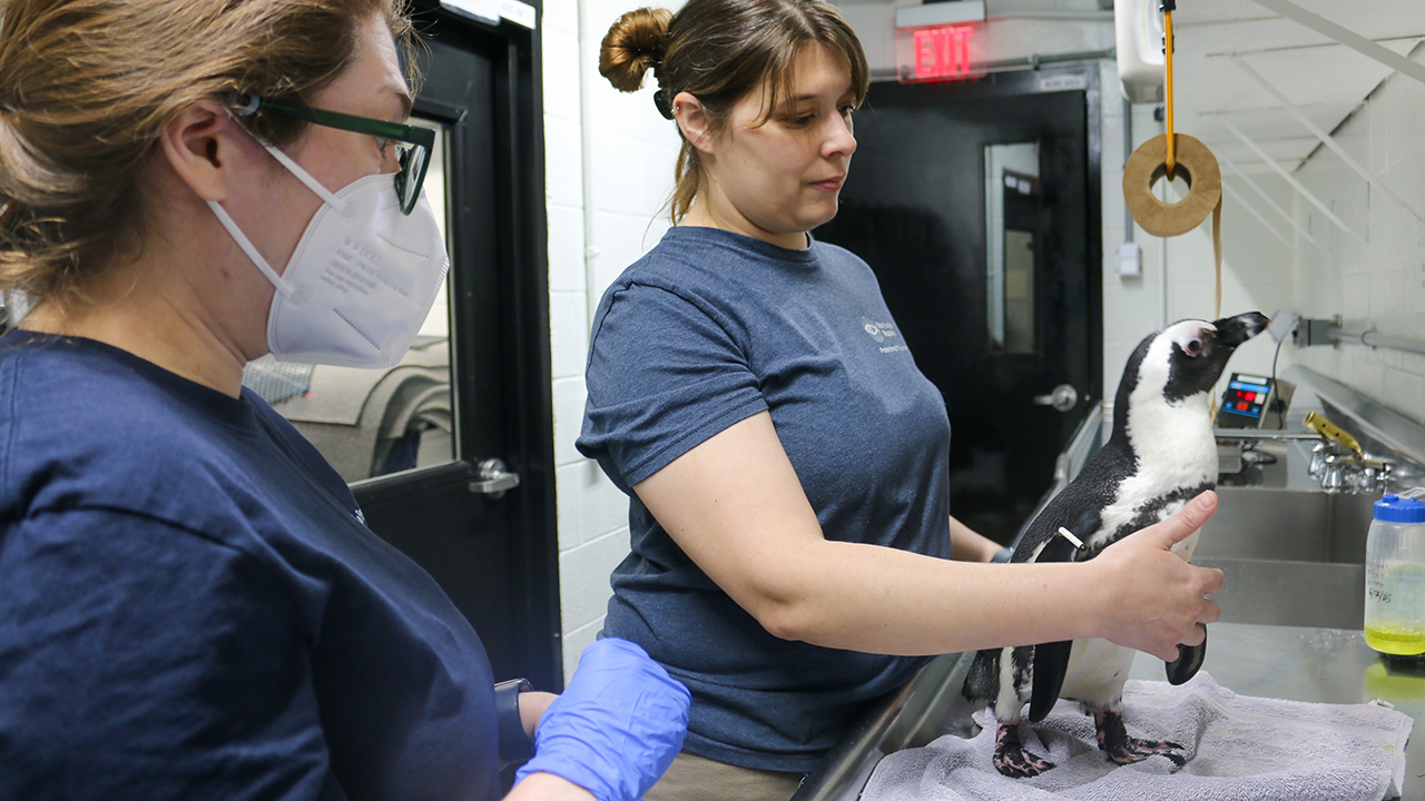 Two veterinarians inspecting an African penguin in a medical setting