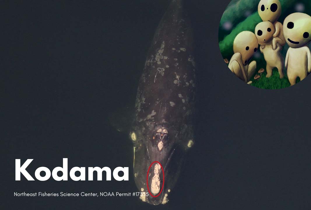 top down view of a right whale's callosities that look like Kodama from the film Princess Mononoke