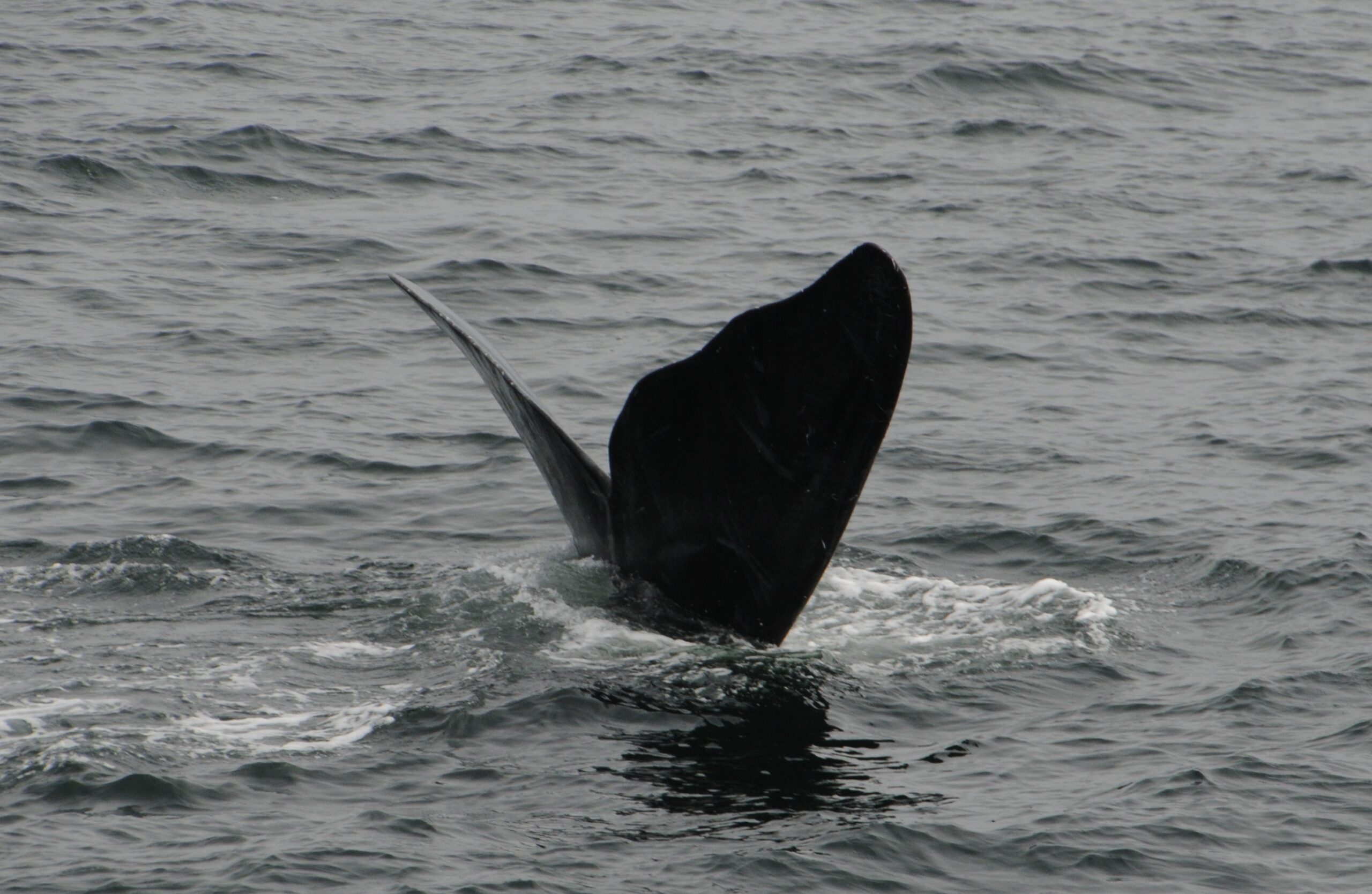A right whale with his wavy fluke blades sticking out of the water.