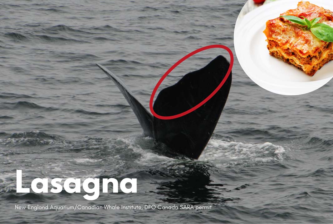 a right whale's fluke blade sticking out of the water, resembling a lasagna noodle
