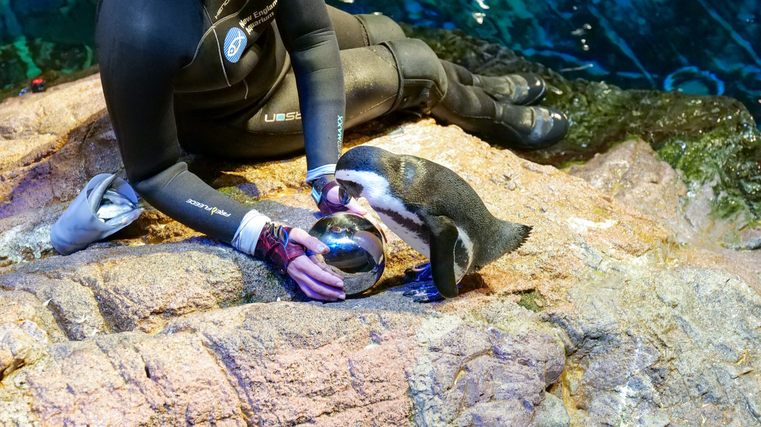 A penguin on a rocky surface looks into a mirrored ball held by a trainer in a wetsuit