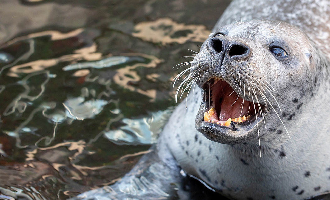 Atlantic Harbor Seal