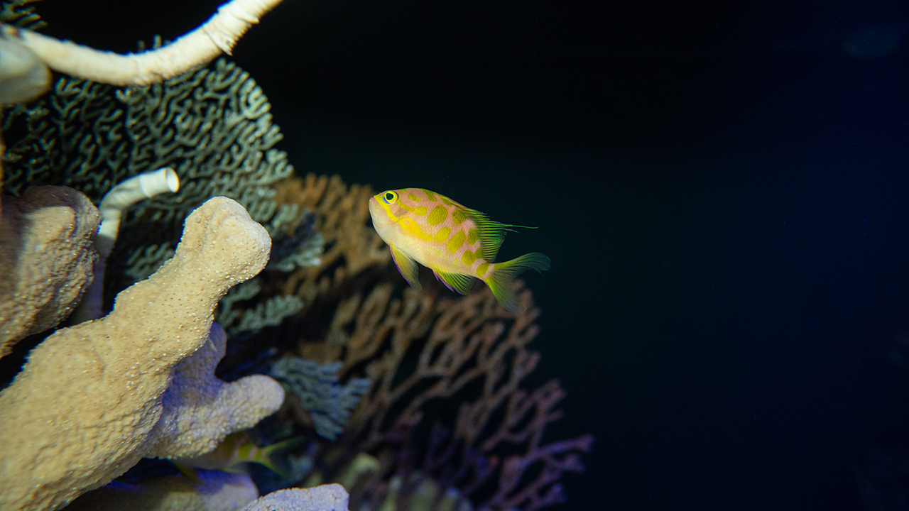 A colorful fish in a dark environment