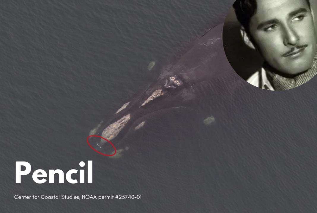 pencil the whale has a scar that looks like a pencil mustache on their snout