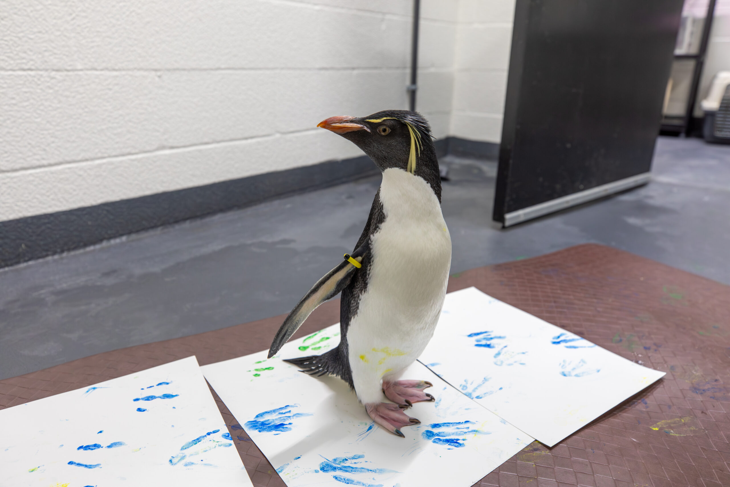 A penguin stands on painted paper indoors, colorful paint on its feet.