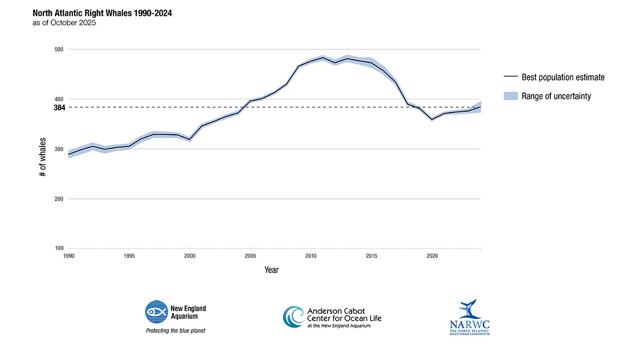 Line graph showing North Atlantic Right Whale population estimates from 1990 to 2022, with a peak around 2010 and a decline toward 2022. Includes a range of uncertainty. Transcribed Text: North Atlantic Right Whales 1990-2022 as of October 2023 Best population estimate Range of uncertainty NARWC THE NORTH ATLANTIC RIGHT WHALE CONSORTIUM Anderson Cabot Center for Ocean Life at the New England Aquarium New England Aquarium Protecting the blue planet