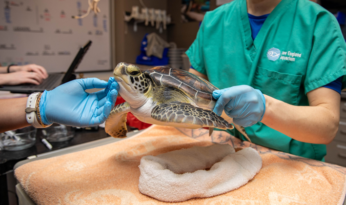 A rescued green sea turtle examined by two biologists.