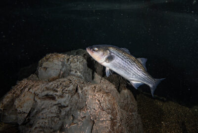 A striped bass in a dark environment