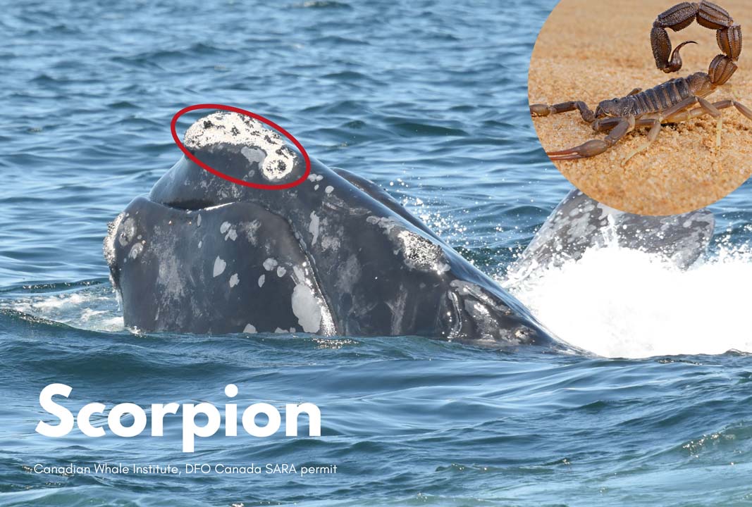 right whale with its head peaking out of the water with a photo of a scorpion