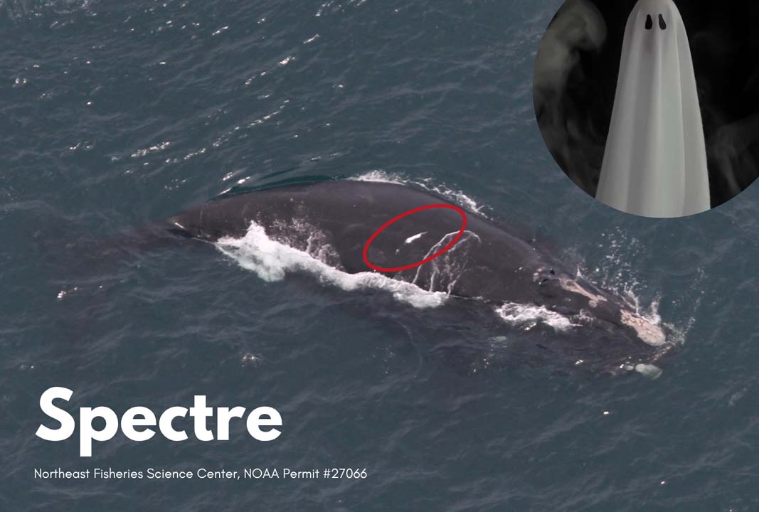 right whale named spectre pictured next to a photo of a ghost