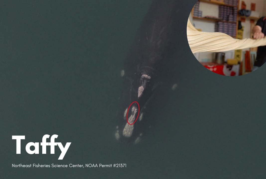 top down view of a right whale with a prominent callosity of their head that look like a taffy