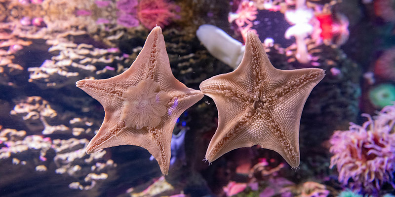 bat sea star