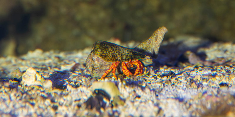 halloween hermit crab