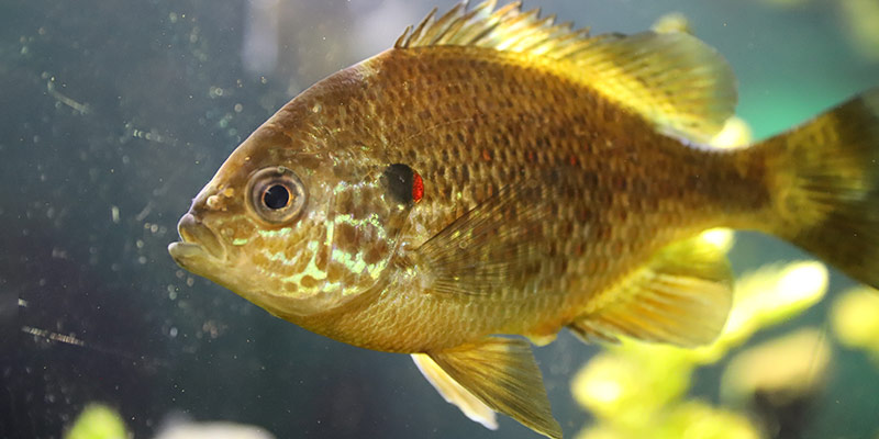 pumpkinseed sunfish