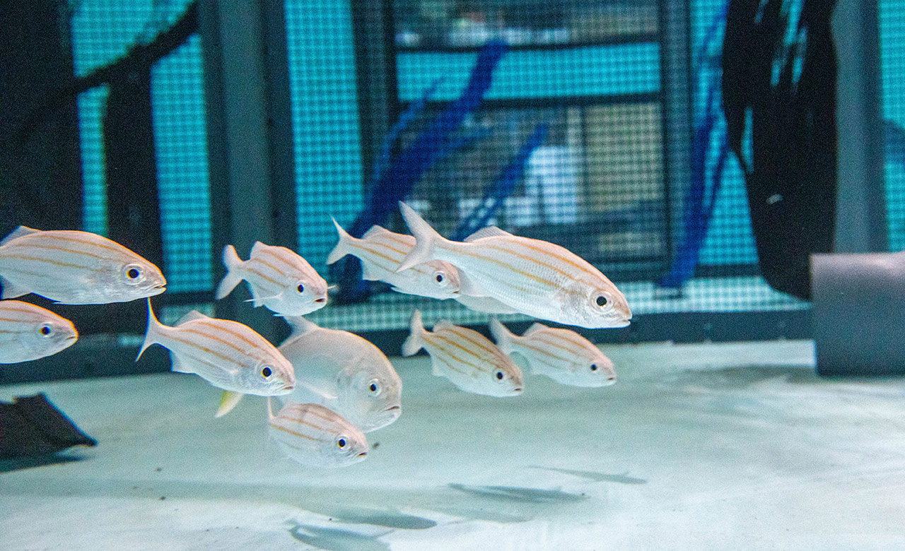 young smallmouth grunts in Quincy