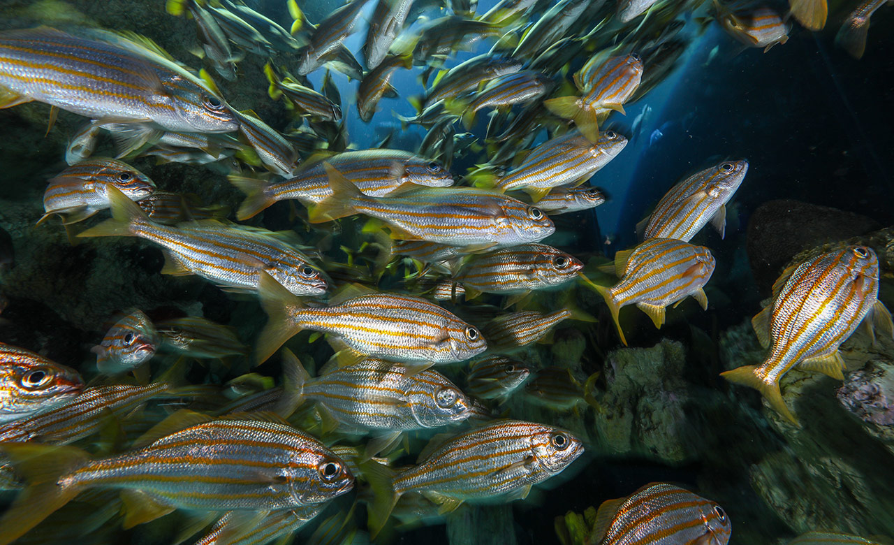Adult smallmouth grunts in the Giant Ocean Tank exhibit