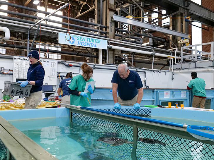Sea turtle hospital staff are helping turtles in large water tanks