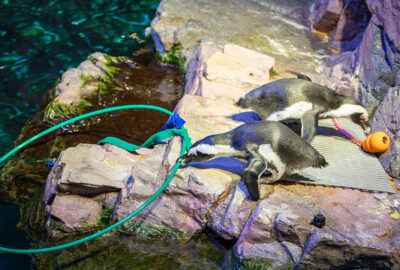 Two penguins on a rocky surface near a pool with an orange buoy and a green hose.