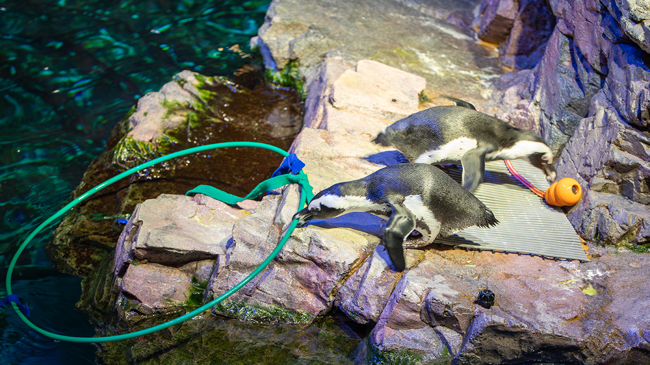 Two penguins on a rocky surface near a pool with an orange buoy and a green hose.