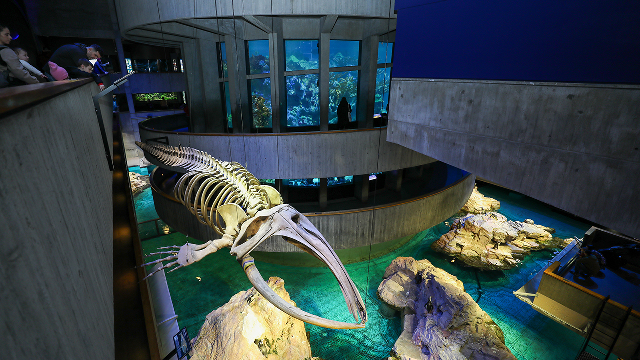 A right whale skeleton suspended over the African penguin exhibit
