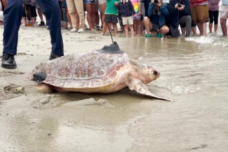 A sea turtle with a tag on its back returning to the ocean