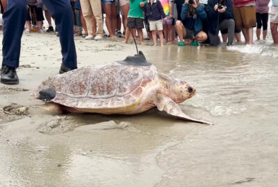 A sea turtle with a tag on its back returning to the ocean