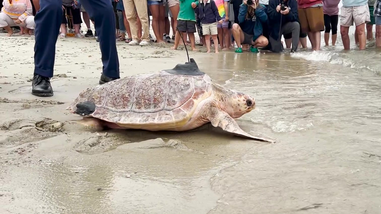 A sea turtle with a tag on its back returning to the ocean