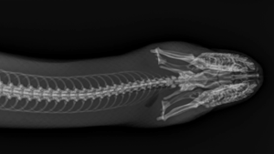 A radiograph of a cold-stunned sea turtle