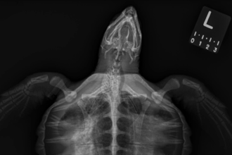 A Look Inside Animal Radiography at the Aquarium