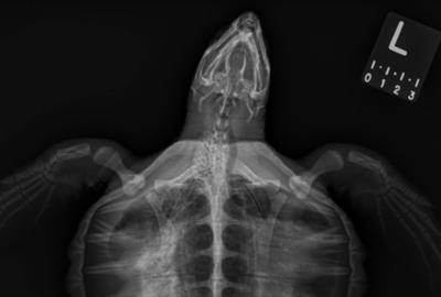 A Look Inside Animal Radiography at the Aquarium