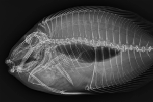 A radiograph of a doctorfish