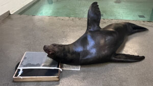 A sea lion lying on a gray surface near a pool, next to a wooden-framed radiograph plate with a clear panel.