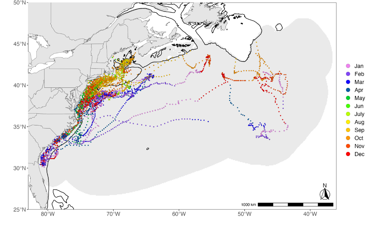 A map of PSAT tag tracks from Thresher sharks in the Atlantic ocean
