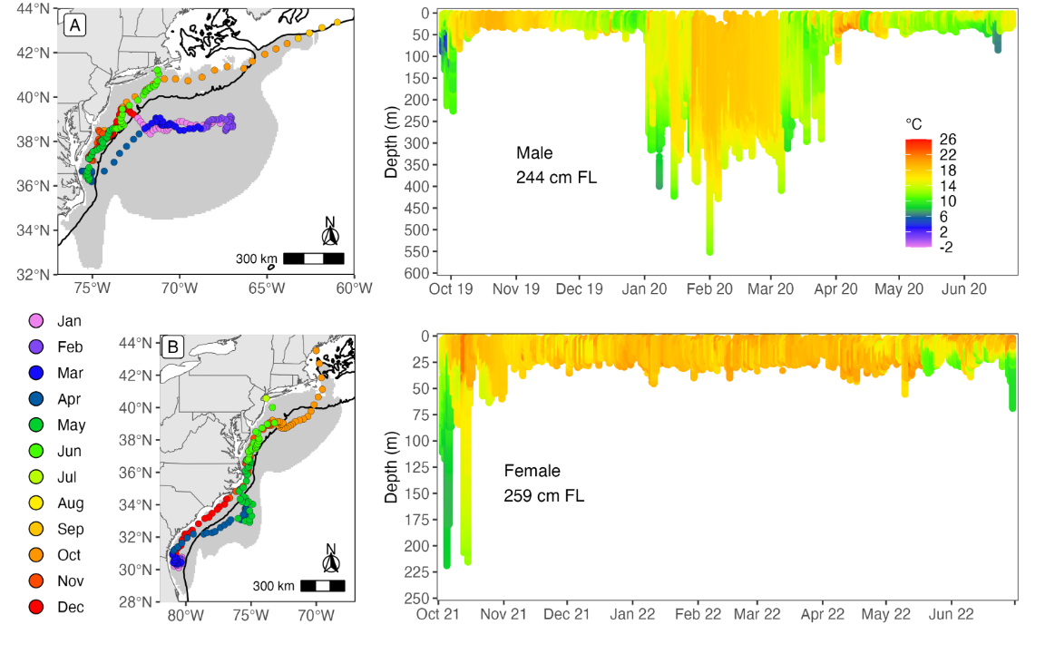 Example PSAT tracks of common thresher sharks that migrated offshore during the winter months (A, top panel) and along the coast during the winter (B, bottom panel).