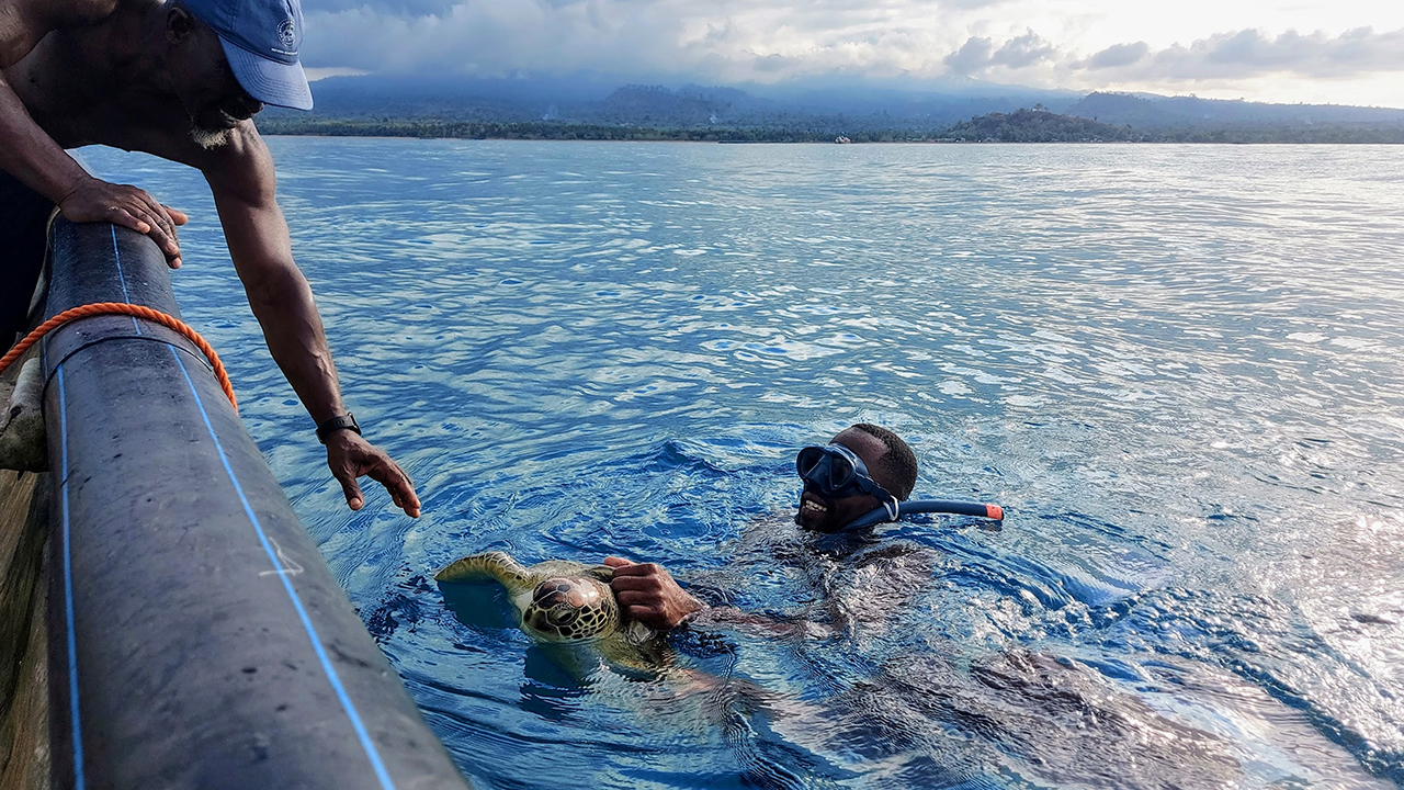 A man in the water holds a sea turtle near a boat as another man reaches towards them.