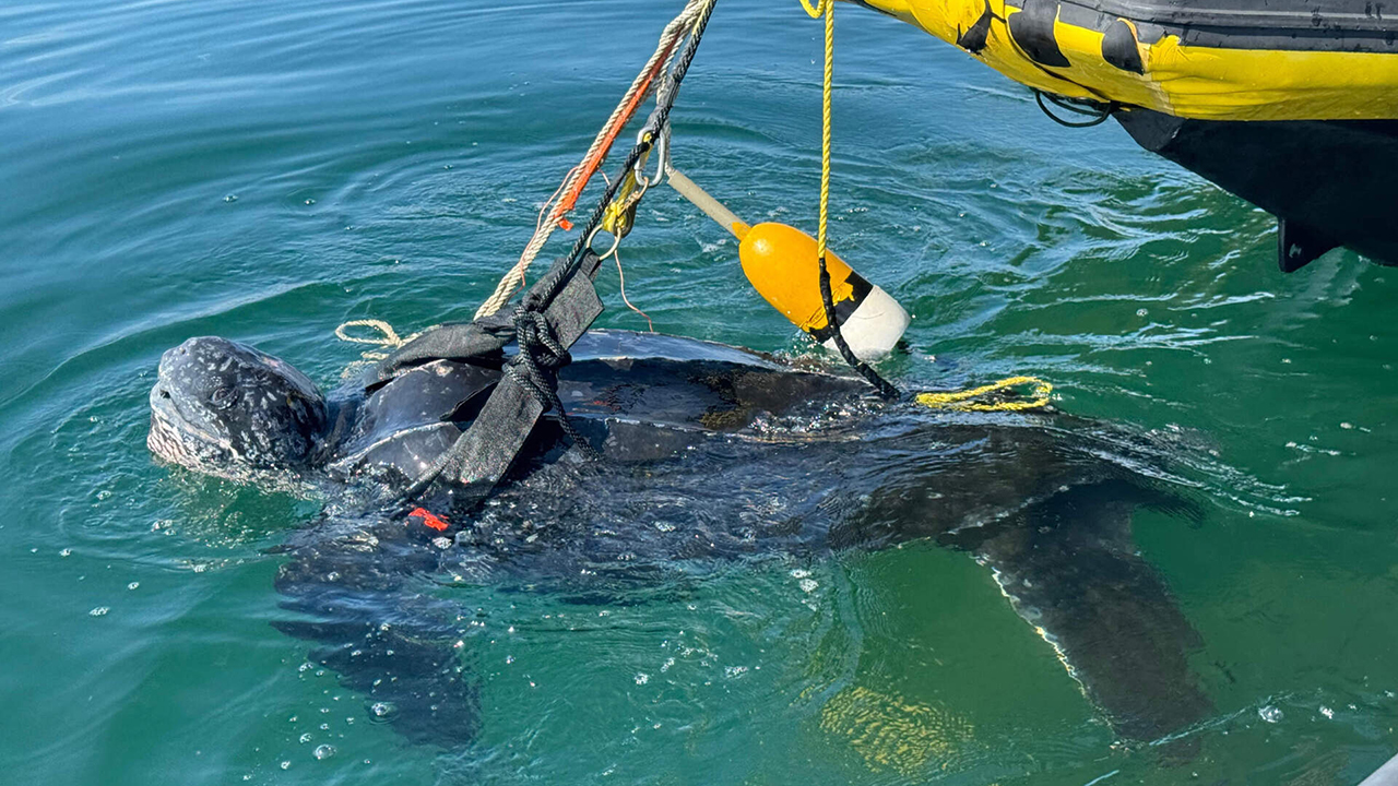 An entangled leatherback sea turtle in the water