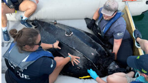 People on a boat assisting a leatherback sea turtle