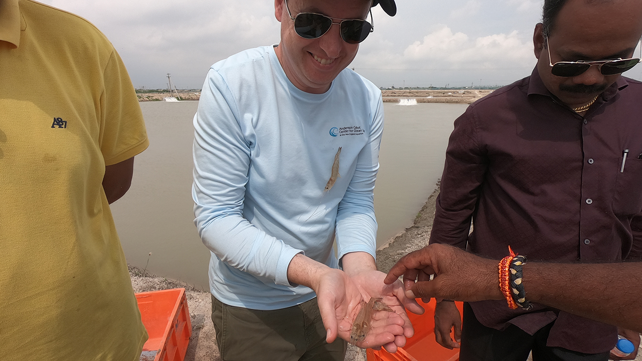 Three people beside a body of water, one holding small shrimp in his hands.