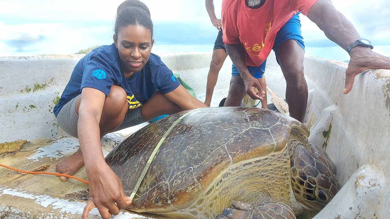 Two people measuring a large sea turtle on a small boat.